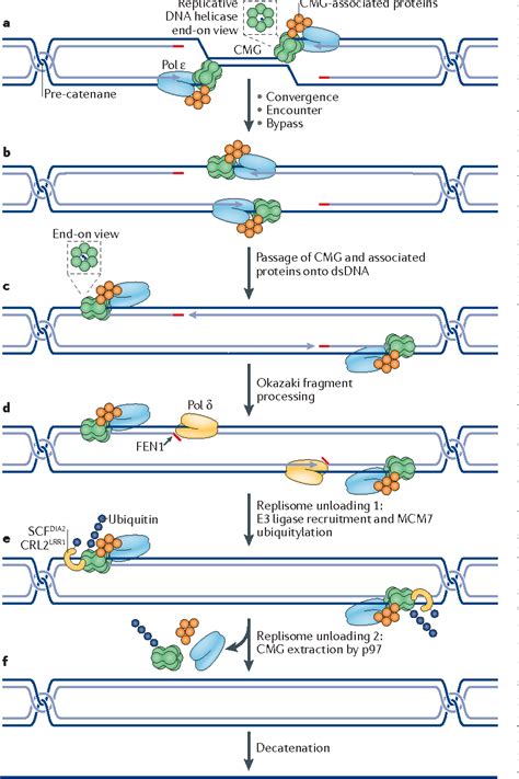 dna replication termination step.